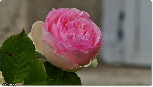 RENDEZ-VOUS AUX JARDINS