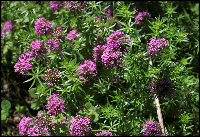 Crucianella stylosa -Phuopsis stylosa (3)