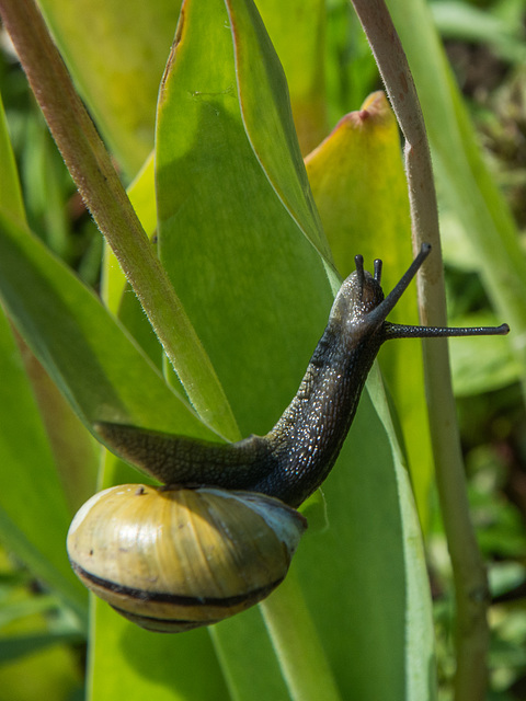 Neulich im Garten: Schneckenyoga