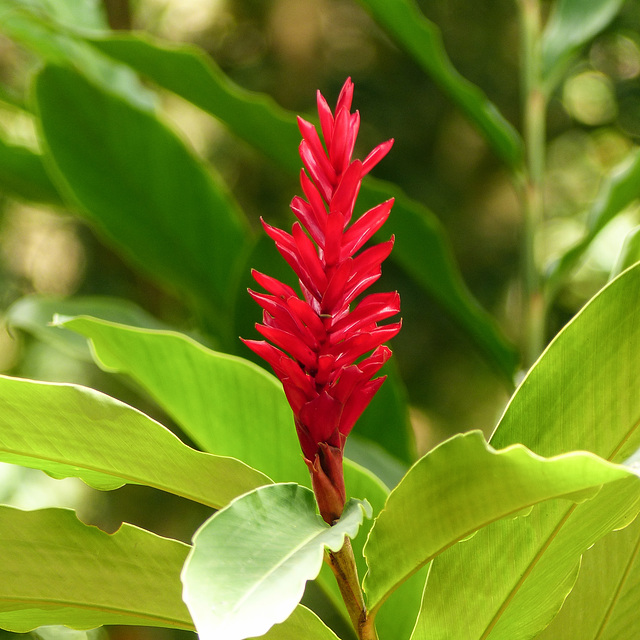 Brasso Seco, Trinidad