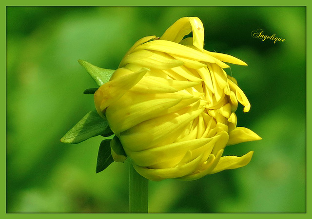 Voici que le dahlia, comme un amour qui saigne,  Attend d’un clair matin les baisers frais et roses.