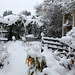 Front garden under snow