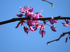 Redbud flowers