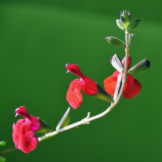 Salvia ....