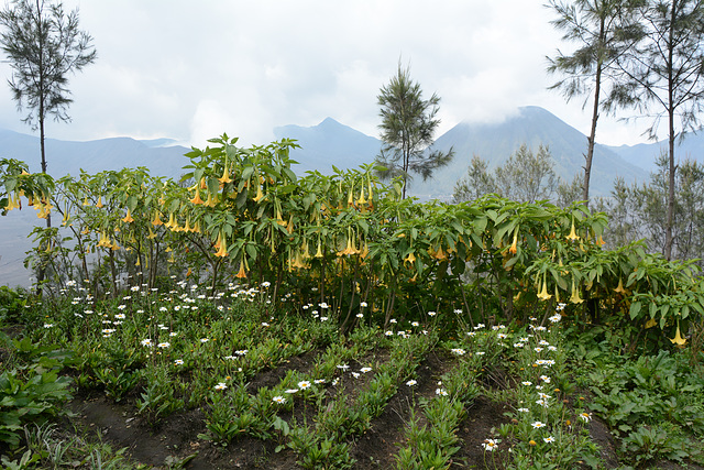 Indonesia, Java, A Look through Flowers to Bromo Volcano from Lava View Lodge