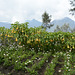 Indonesia, Java, A Look through Flowers to Bromo Volcano from Lava View Lodge