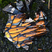 Broken Bottle......Or A Tortoiseshell Treasure Trove?
