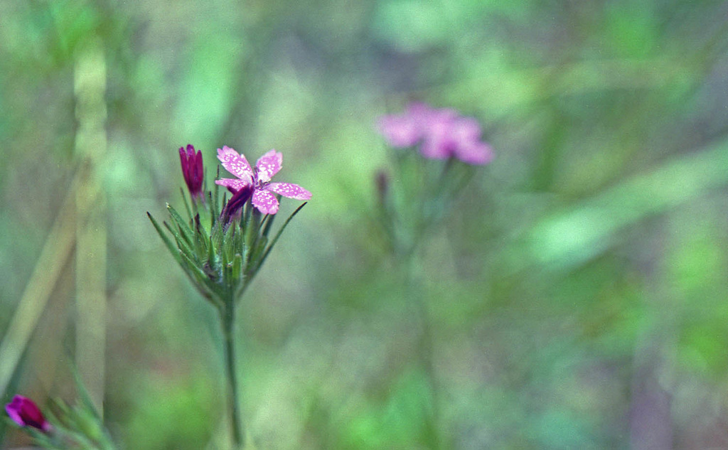 Deptford Pink