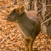 A Pudu the smallest deer in the world