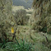 Red-hot Poker and old-man's beard lichen in the Simien Mountains