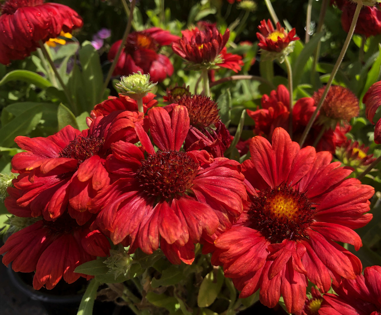 Gailardia oścista / Gaillardia aristata 'Burgunder'