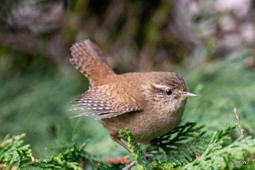 Lonely male Wren looking for a mate!