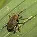 IMG 7299 Weevil