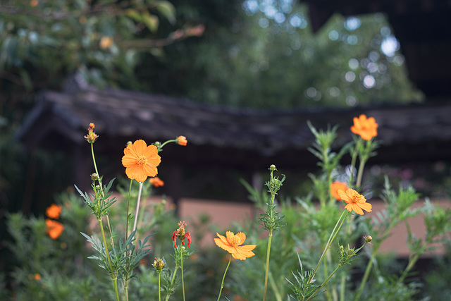 Yellow cosmos