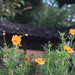 Yellow cosmos