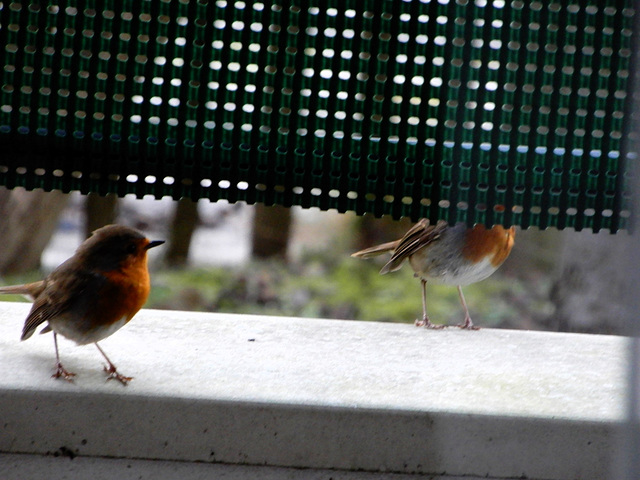 les robins à deux c'est mieux