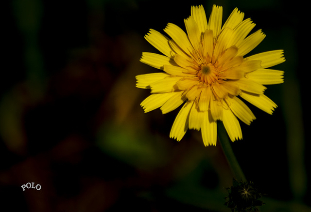 Dientes de león, flor sin invadir e invadida + (1 nota)