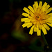 Dientes de león, flor sin invadir e invadida + (1 nota)