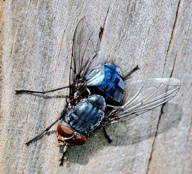 Bluebottle, Blow Fly. Calliphora vomitoria