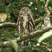 Ferruginous Pygmy-owl, on way to Brasso Seco, Trinidad