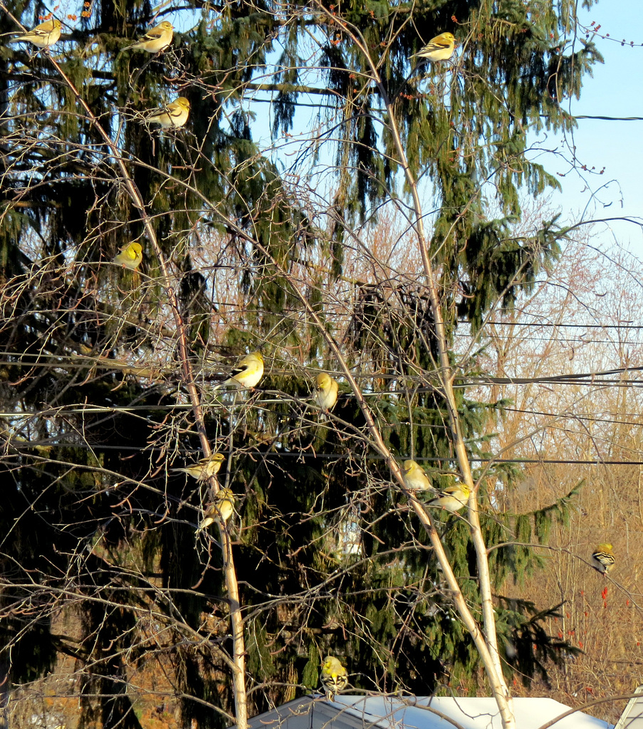 Goldfinches before they migrated.