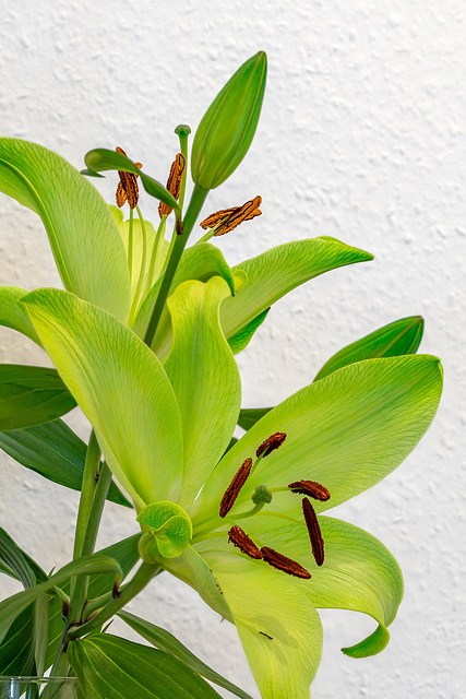 Lilien - stack