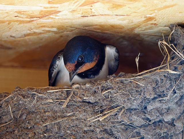 Swallow watching me