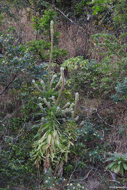 20220220-1634 Lobelia nicotianifolia Roth ex Schult.