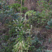 20220220-1634 Lobelia nicotianifolia Roth ex Schult.