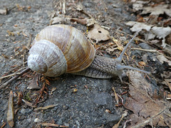 Weinbergschnecke