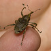 IMG 7289 Weevil-1