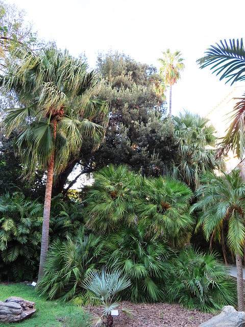 Valencia: Jardín botánico, 9