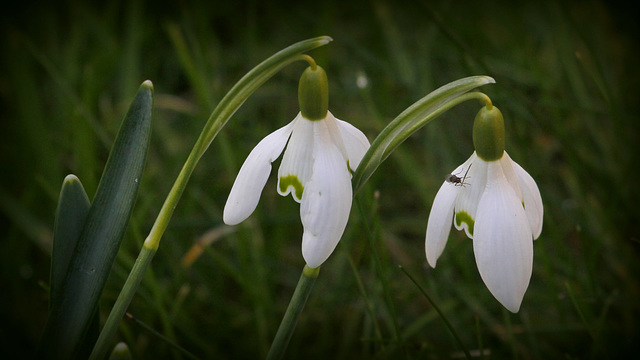 Dames galanthes