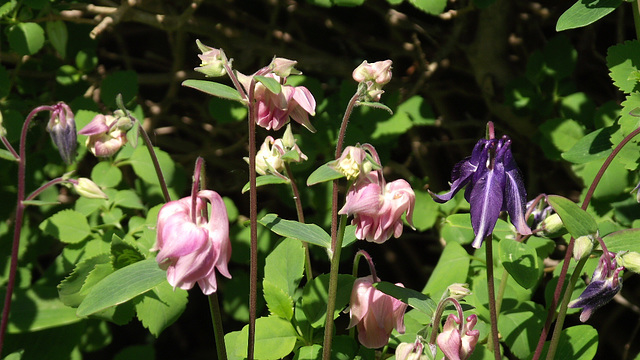 Pink and Purple aqualegia