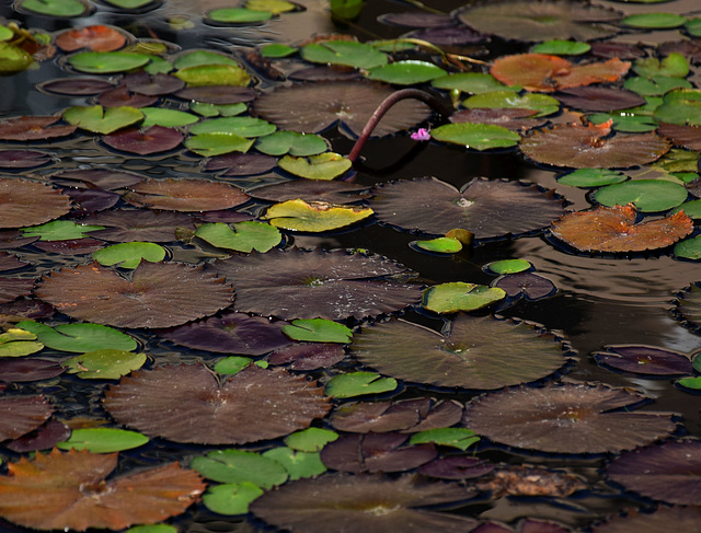 AT THE LILY POND