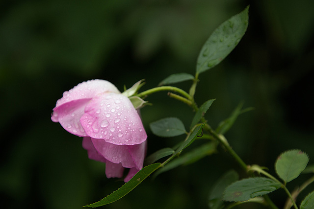 20160811 2108VRAw [D~RI] Rose, Rinteln