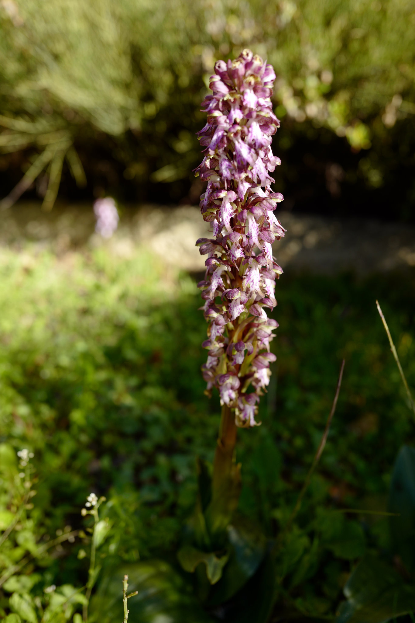 Himantoglossum robertianum