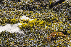 Raffin shore seaweed 1
