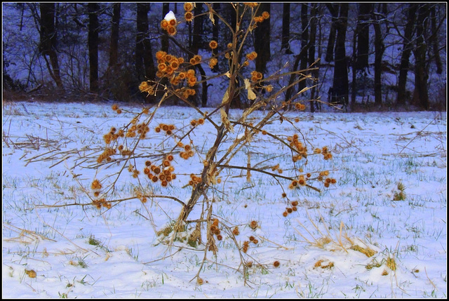 Snow  thistle