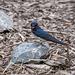 A swallow.1jpg