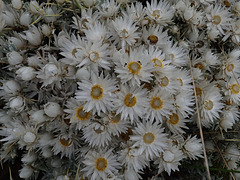 Helichrysum flowers seen on the Geech to Chenek trek in the Simien Mountains