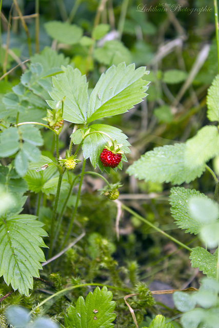 Wild Strawberry