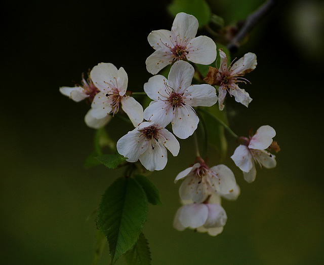 dès que le printemps revient .......