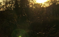 Glistening Grasses