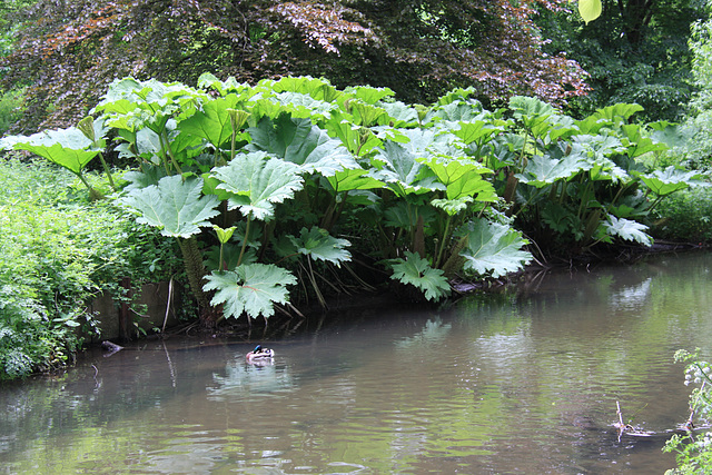 Gunnera