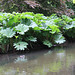 Gunnera