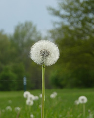 Pusteblume