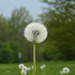 Pusteblume