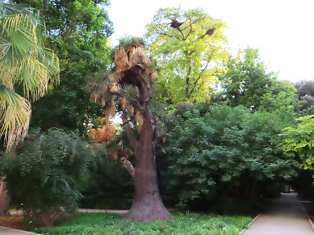 Valencia: Jardín botánico, 10