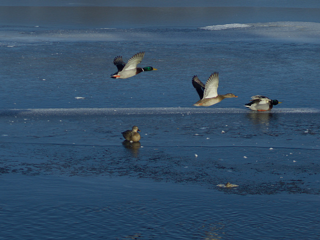 Ducks01